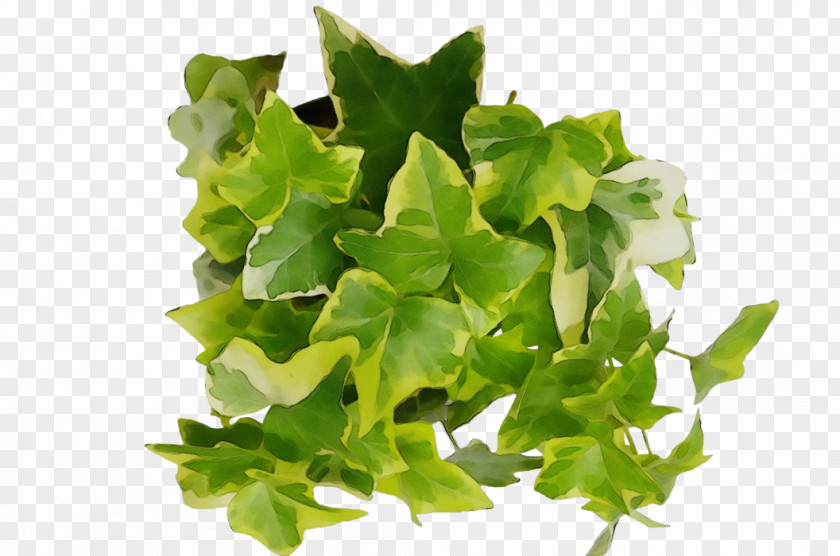 Plane Leaf Vegetable Green Watercolor PNG