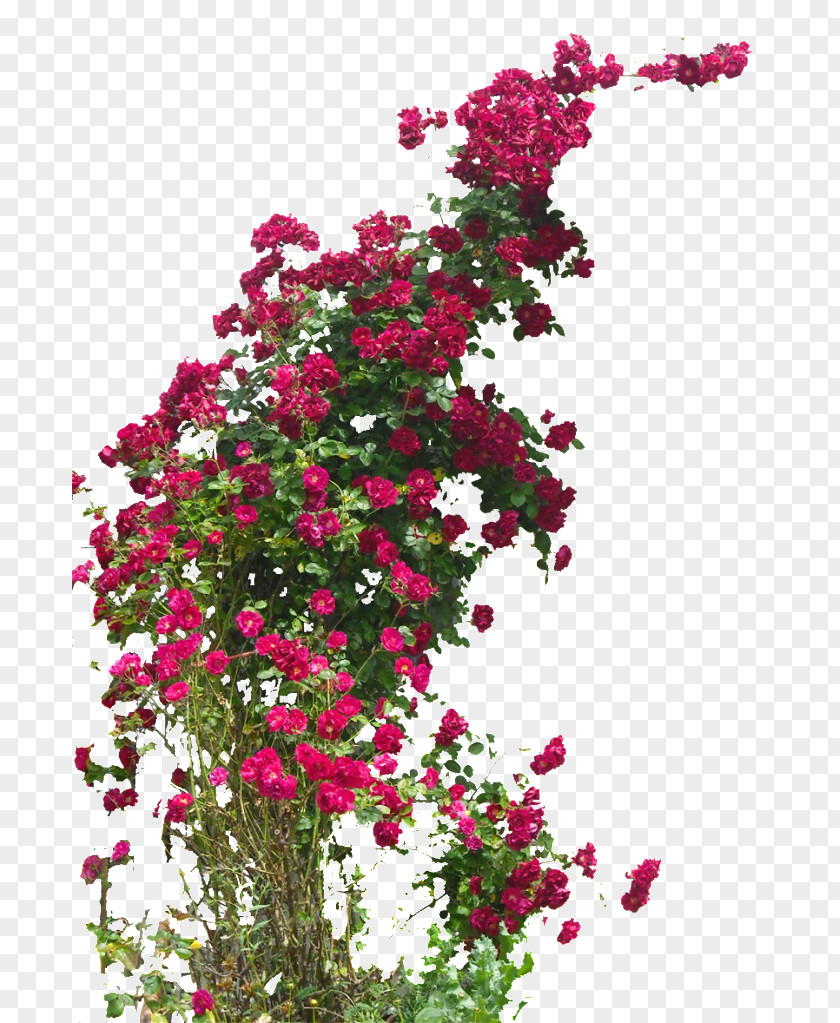 Climber Plant Garden Roses Rambler-Rose Field Rose Damask Hybrid Tea PNG
