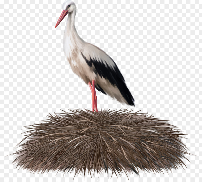 Crane White Stork Bird Nest PNG