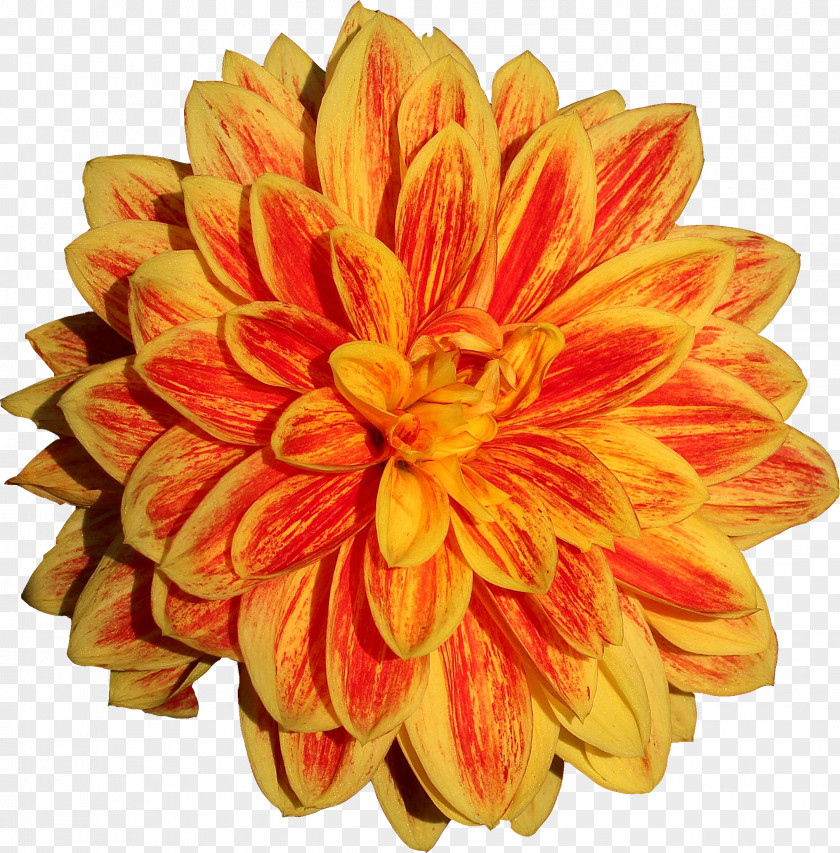 English Marigold Sunflower Flowers Background PNG