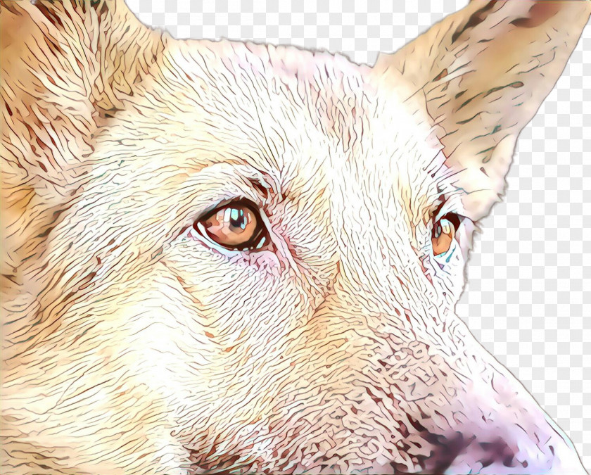 Dog Head Snout Close-up Eye PNG