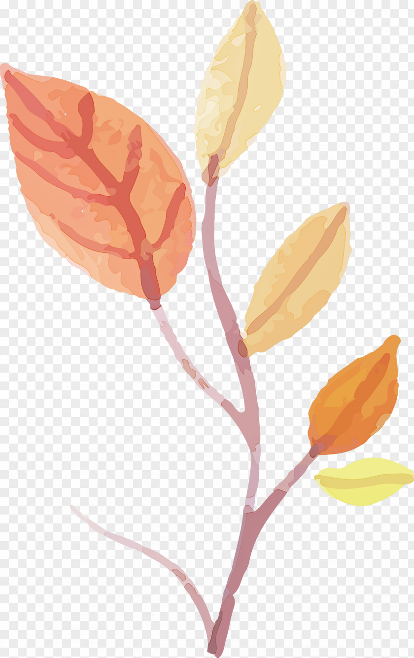 Floral Design PNG