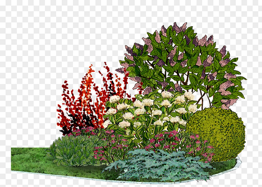 Flower Garden Common Lilac Bedding Conifers PNG