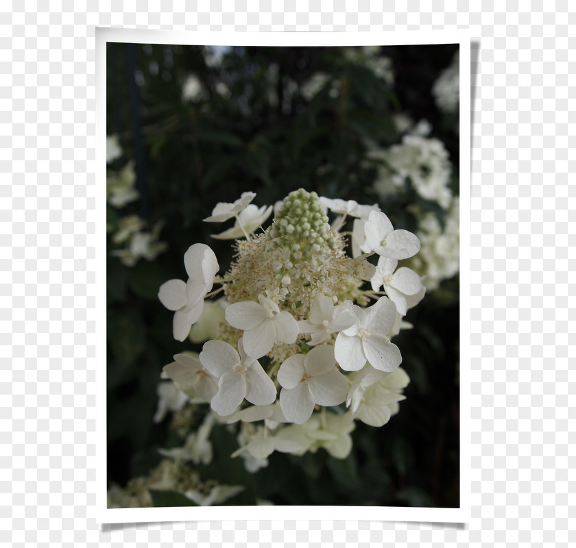 Hortensie Tea Of Heaven Subshrub Viburnum Hydrangea PNG