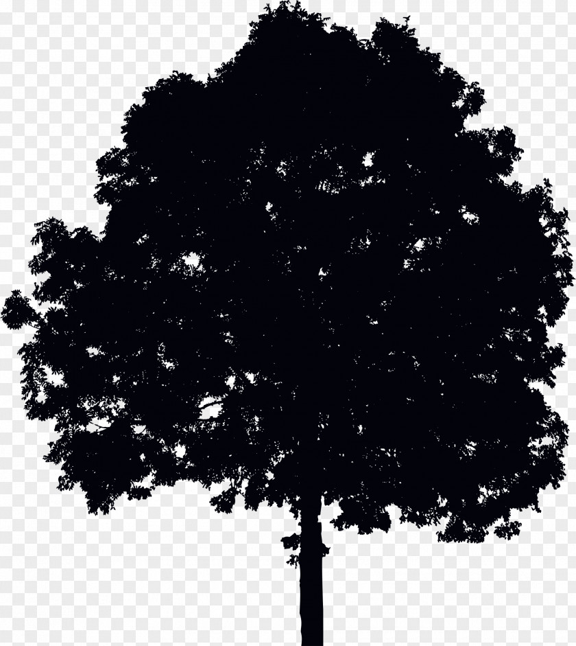 Tree Ecology Photography PNG