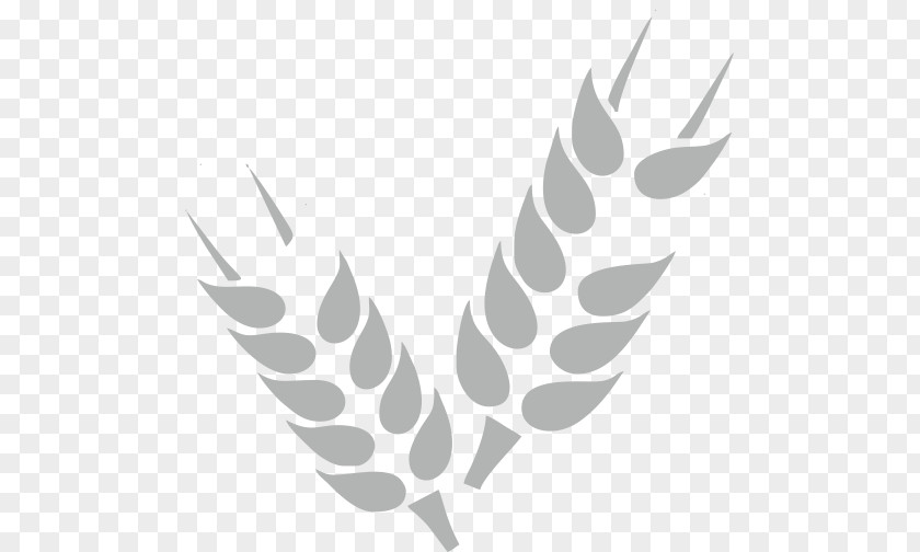 Wheat Cereal Grain Agriculture PNG