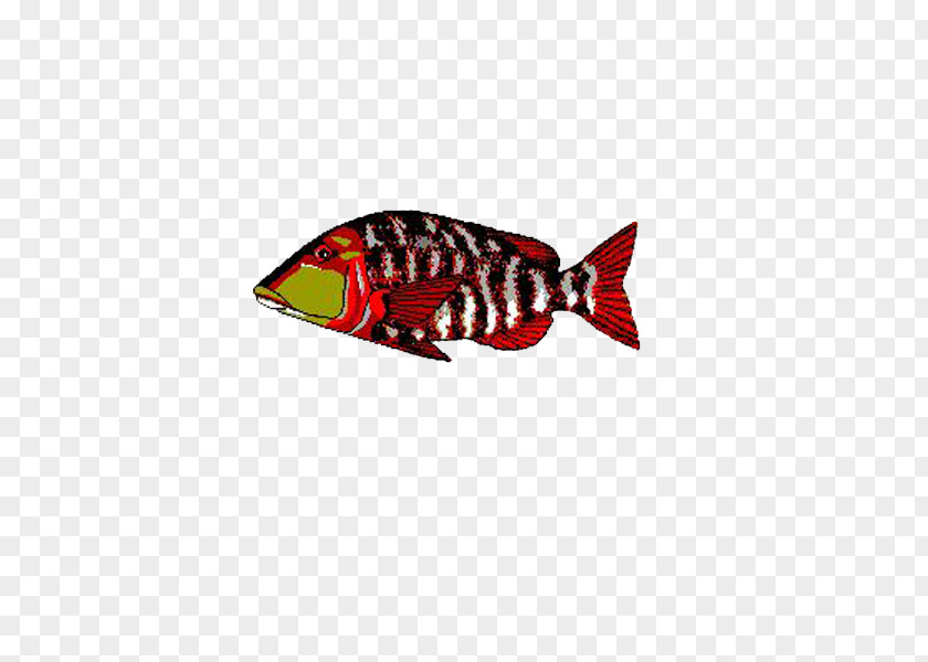 Colorful Fish Delphi Database C++Builder Library Computer File PNG