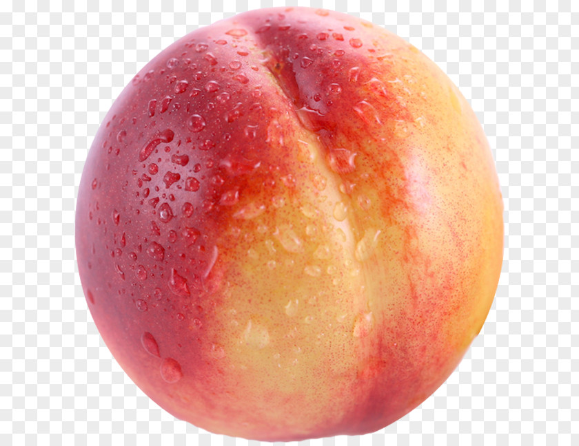 Peach Fruit Nectarine Muffin Clip Art PNG