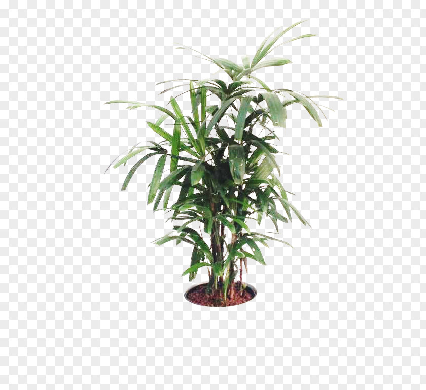 Tree Areca Palm Flowerpot Houseplant Topiary PNG