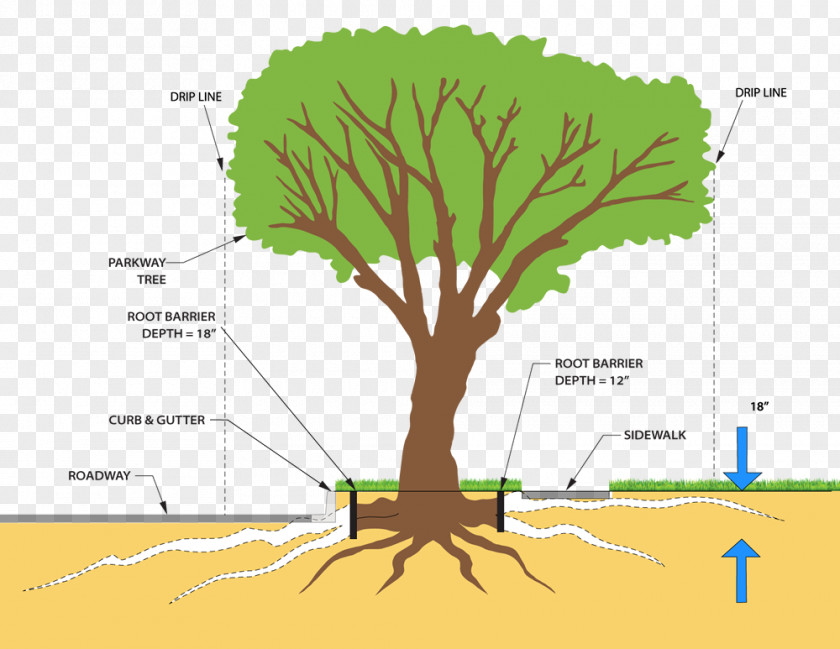 Tree-lined Tree Plant Stem Root System Pruning PNG