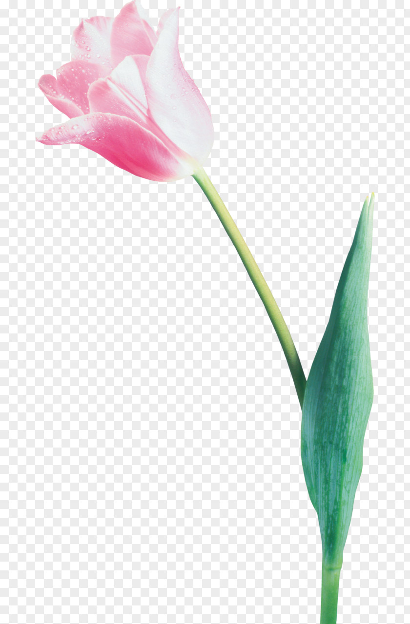 Tulip Cut Flowers Blume PNG