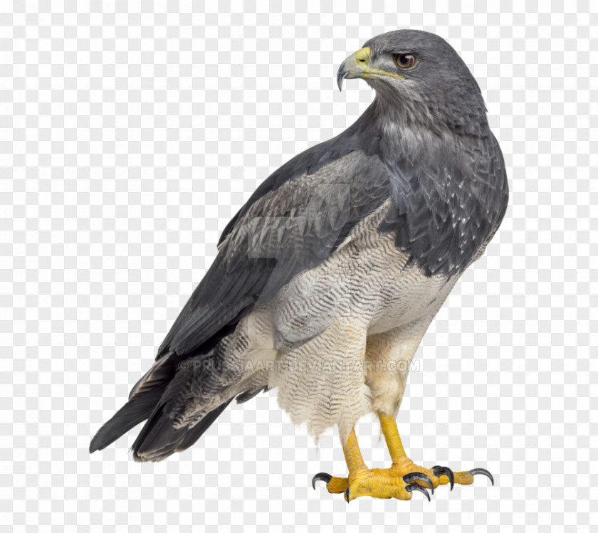 Wall Peper Zipper Bald Eagle Black-chested Buzzard-eagle Bird Of Prey PNG