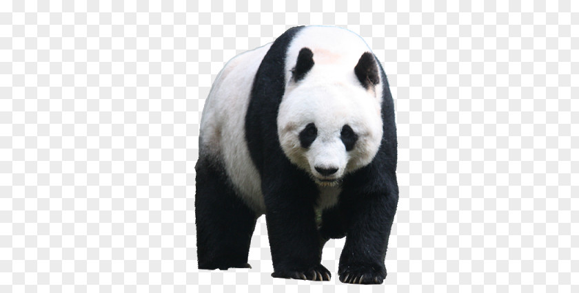 Bear Giant Panda Red Clip Art PNG