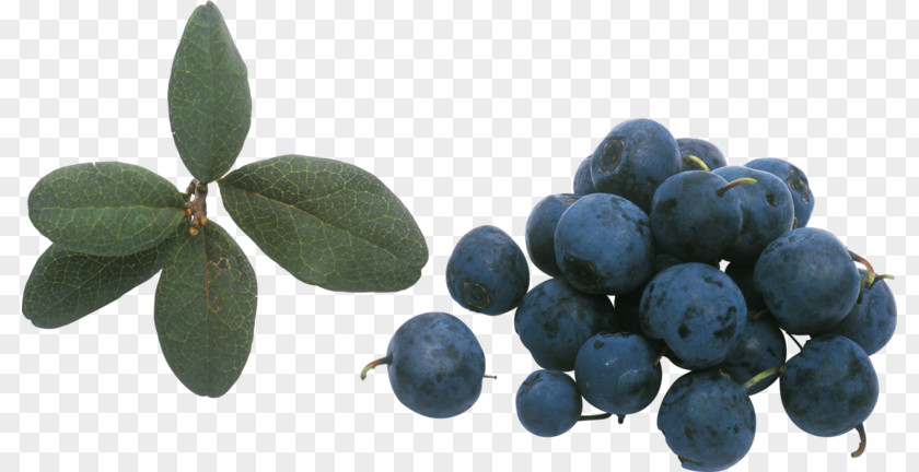 Blueberry Physical Map Bilberry Beaujolais Huckleberry PNG