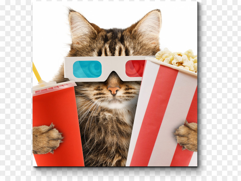 Cat Café Kitten Cinema Film PNG