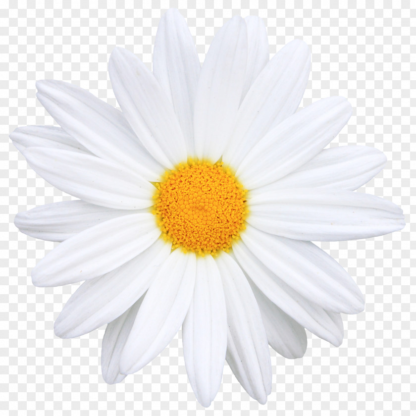 Creative Bouquet Of Flowers Image Flower Common Daisy Icon PNG