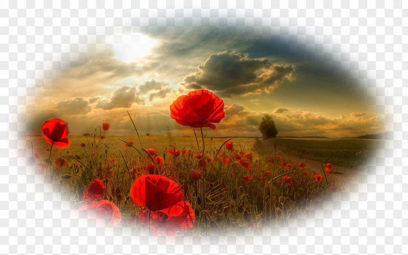 Flower Poppy Desktop Wallpaper Nature Landscape PNG
