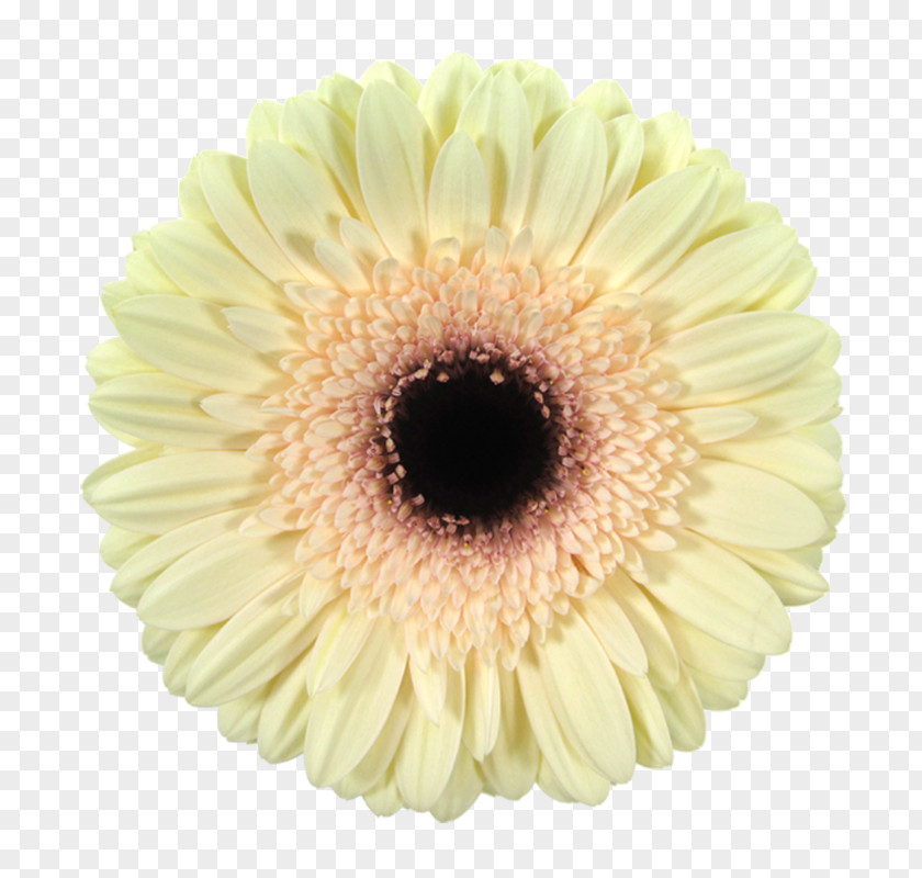Flower Transvaal Daisy Cut Flowers Chrysanthemum Color PNG