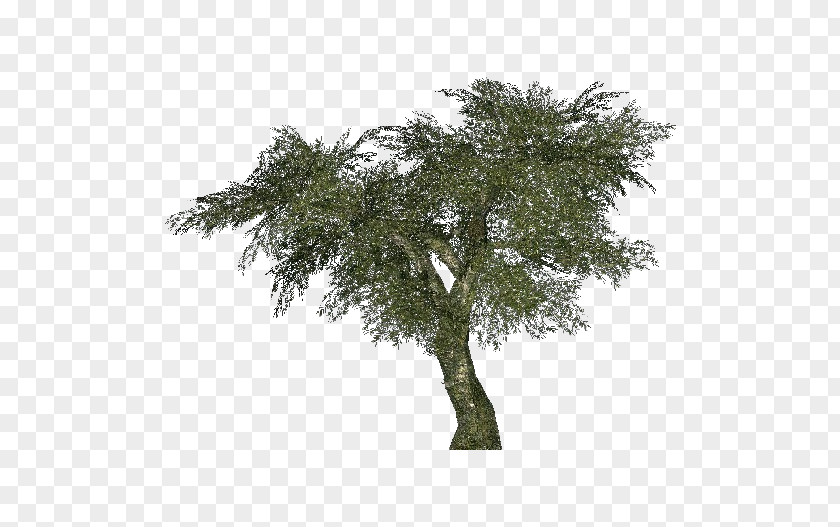 Olives Arecaceae Tree Areca Palm Albizia Julibrissin Bamboo PNG