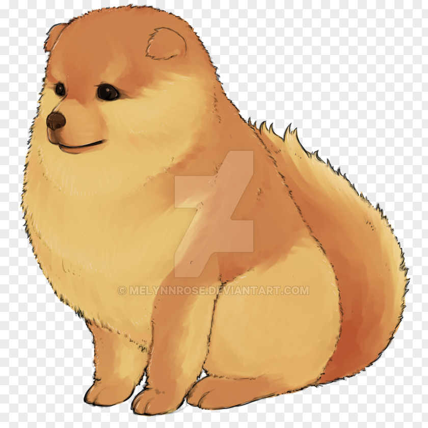 Puppy Pomeranian Dog Breed Whiskers Non-sporting Group PNG