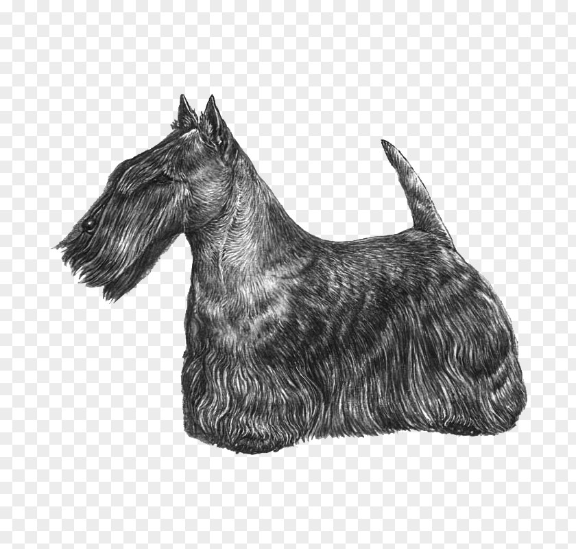 Scottish Terrier Cesky Cairn Miniature Schnauzer Brazilian PNG