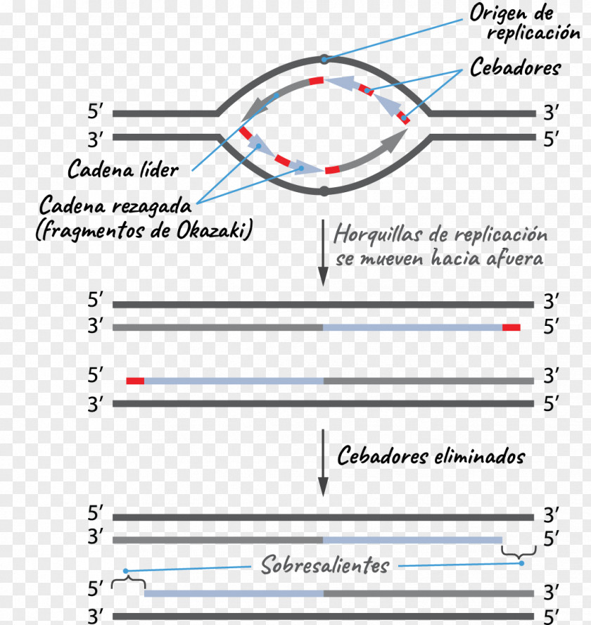 Biologia Simbolo DNA Replication Telomere Origin Of Fork Telomerase PNG