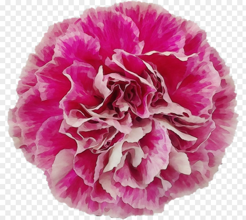 Dianthus Magenta Flowers Background PNG