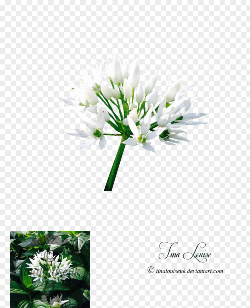 Flower Chives Plant Stem PNG