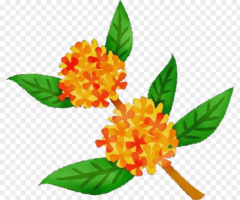 Flower Plant Yellow Leaf Tagetes PNG