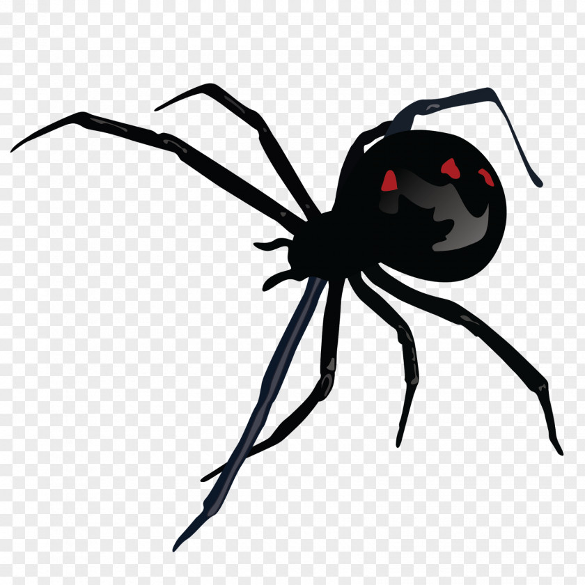 Spider Southern Black Widow Bite M STX G.1800E.J.M.V.U.NR YN PNG