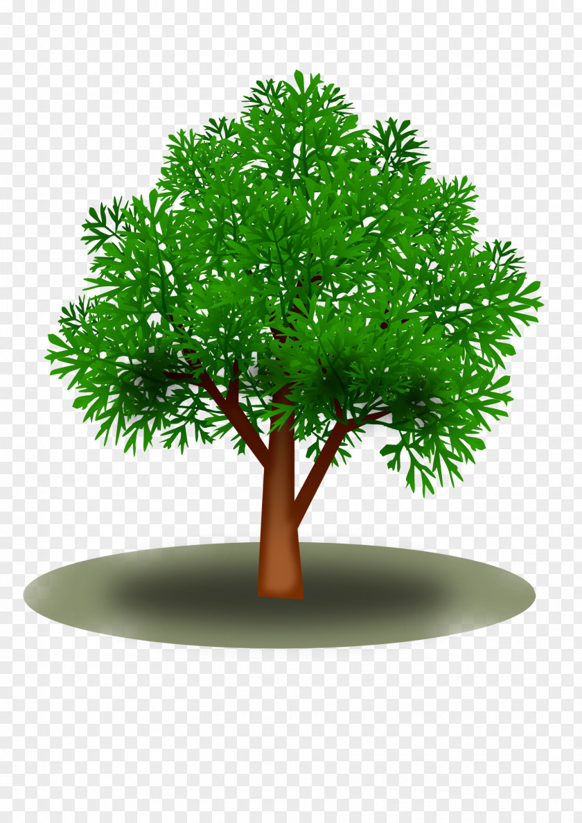 Fir-tree Tree Plant Leaf PNG
