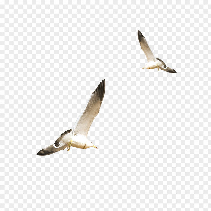 Flying White Seagull European Herring Gull Gulls Flight Bird PNG