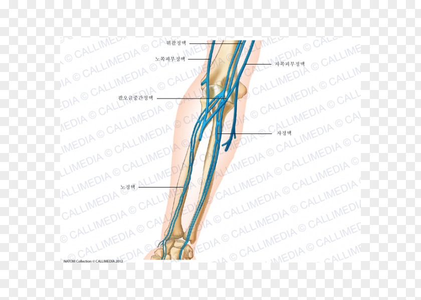 Hand Thumb Elbow Vein Forearm Anatomy PNG