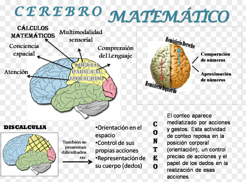 Mathematics Agy Mathematical Logic Human Brain PNG