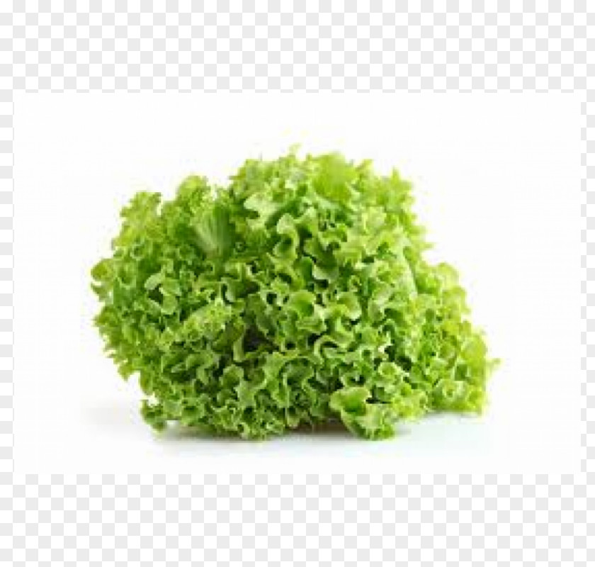 Salad Organic Food Vegetable Herb PNG