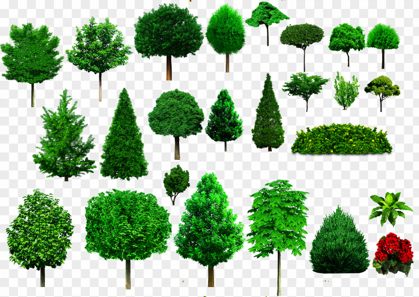 Bushes Tree Shrub Ornamental Plant Woody PNG