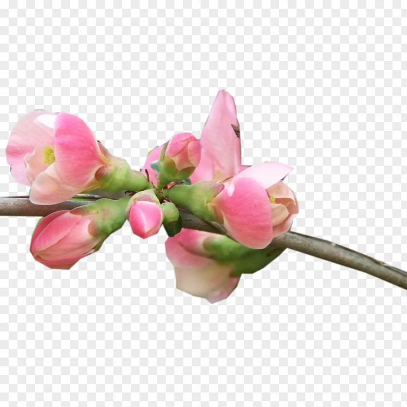 Cherry Blossom Flower Blog Clip Art PNG