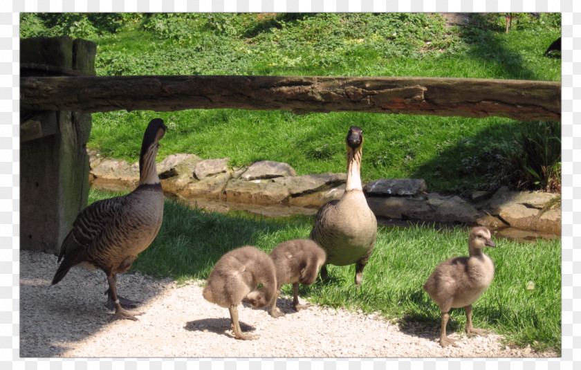 Duck Goose Fauna Ecosystem Wildlife PNG