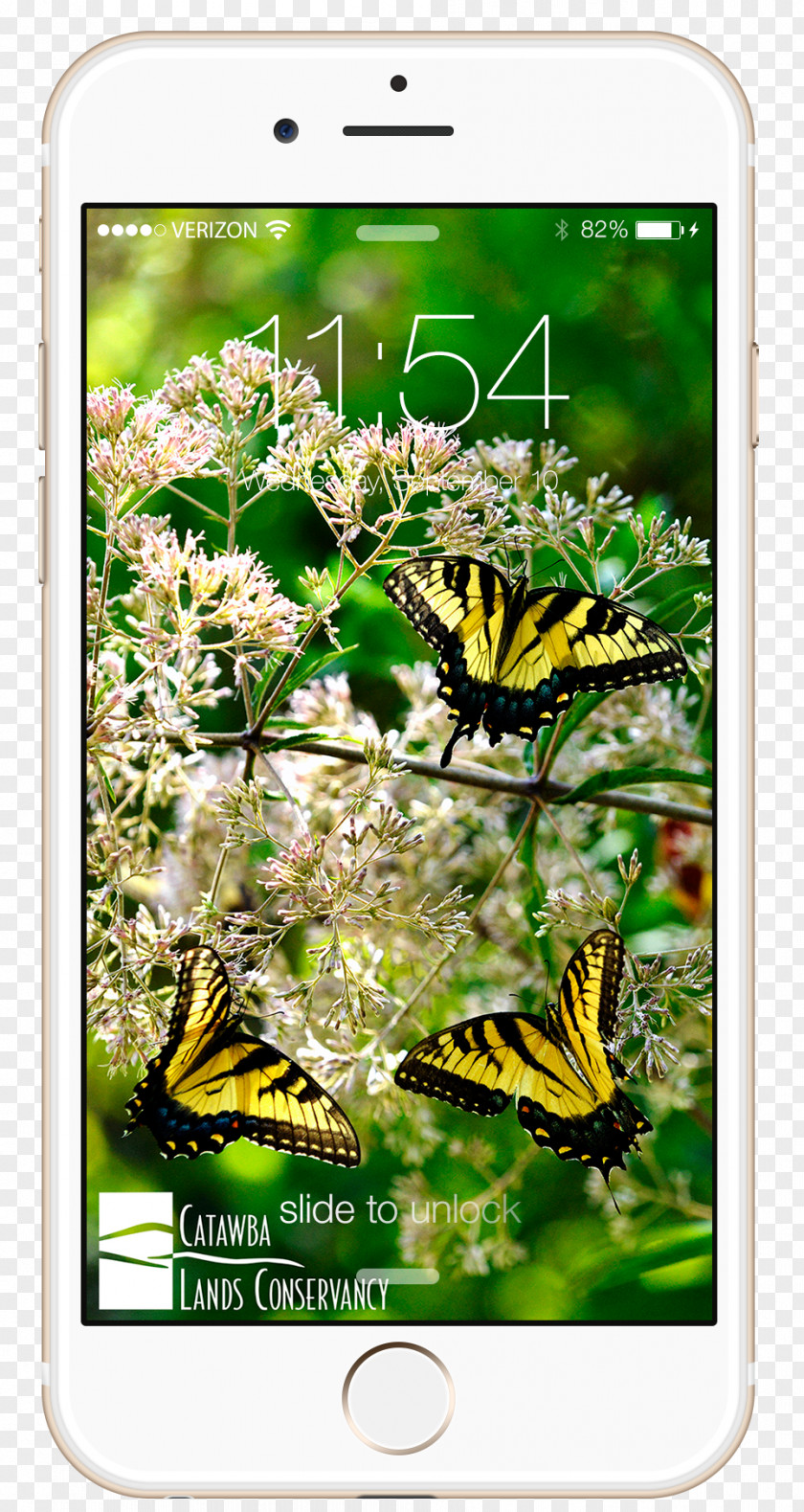 Iphone Brush-footed Butterflies Desktop Wallpaper IPhone Catawba Lands Conservancy Video PNG