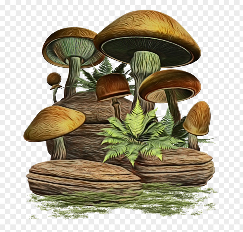 Fungus Agaricomycetes Mushroom Cartoon PNG