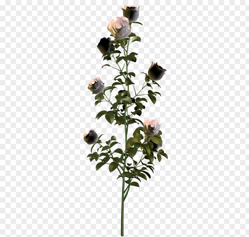 Garden Roses Plants Flower Clip Art PNG