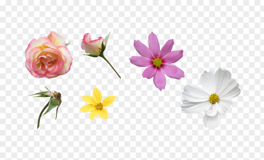 Gesang Rose Collection Petal Flower PNG