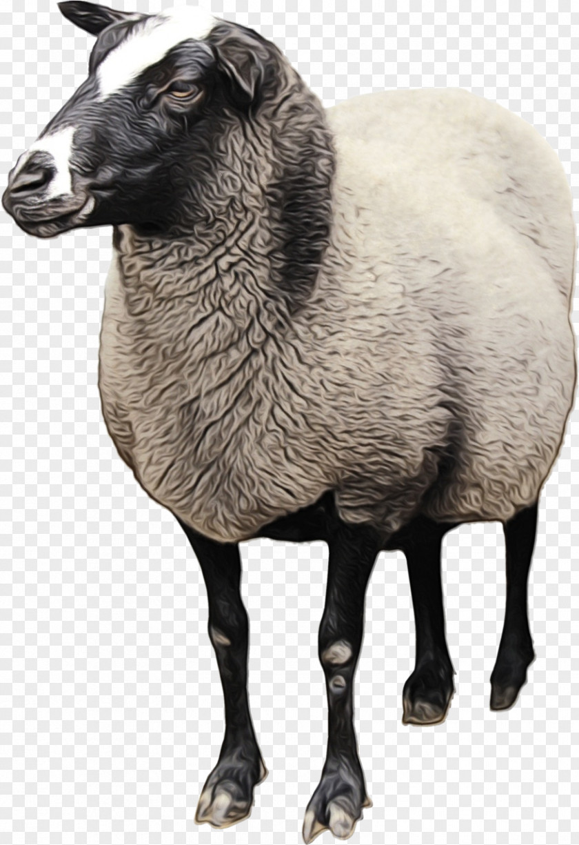 Sheep Goat Clip Art Transparency Cattle PNG