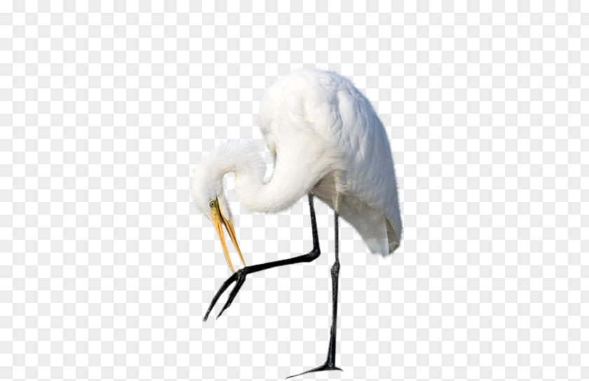 Bird Egret Heron Crane Ardeoj PNG
