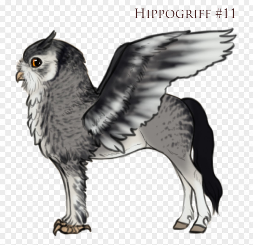 Owl Hawk Beak Wildlife PNG