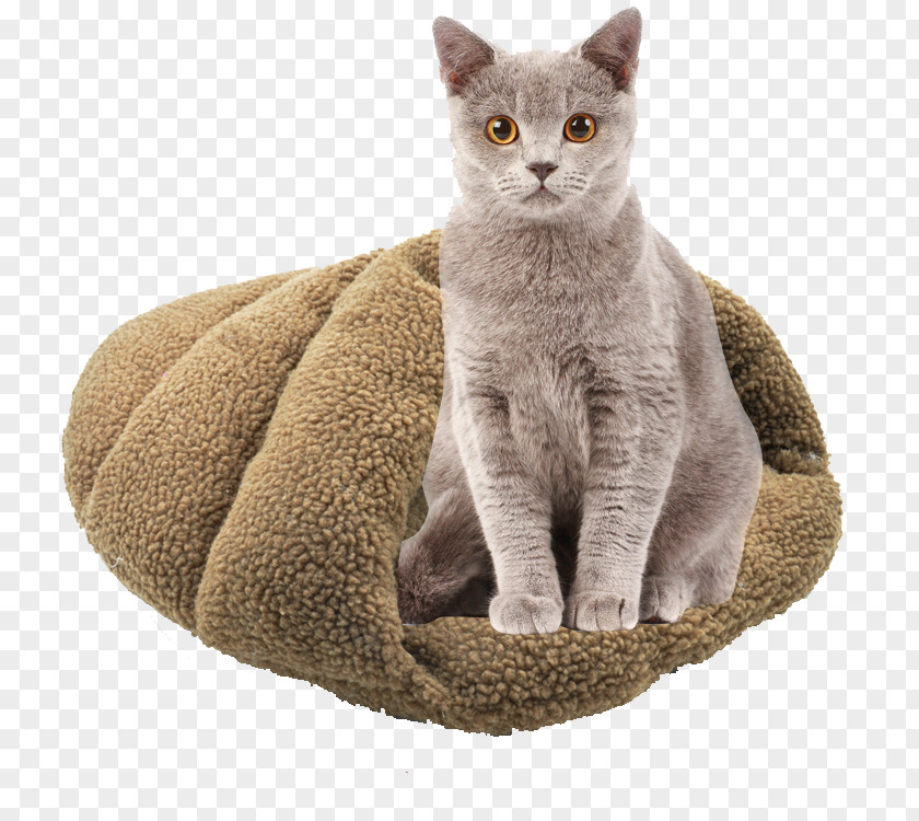 Sleeping Bag Cat Kitten Dog Nightstand Bed PNG
