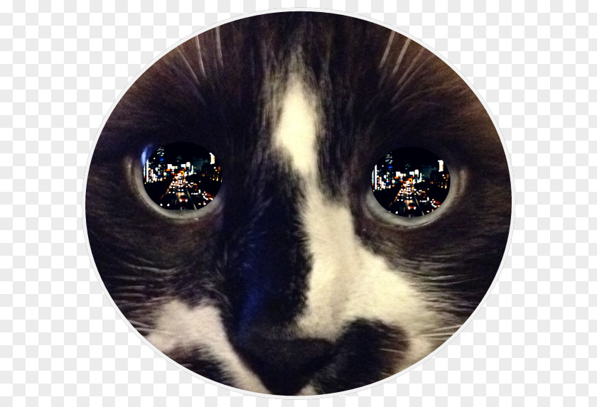 Cat's Eye Whiskers Light Reflection PNG