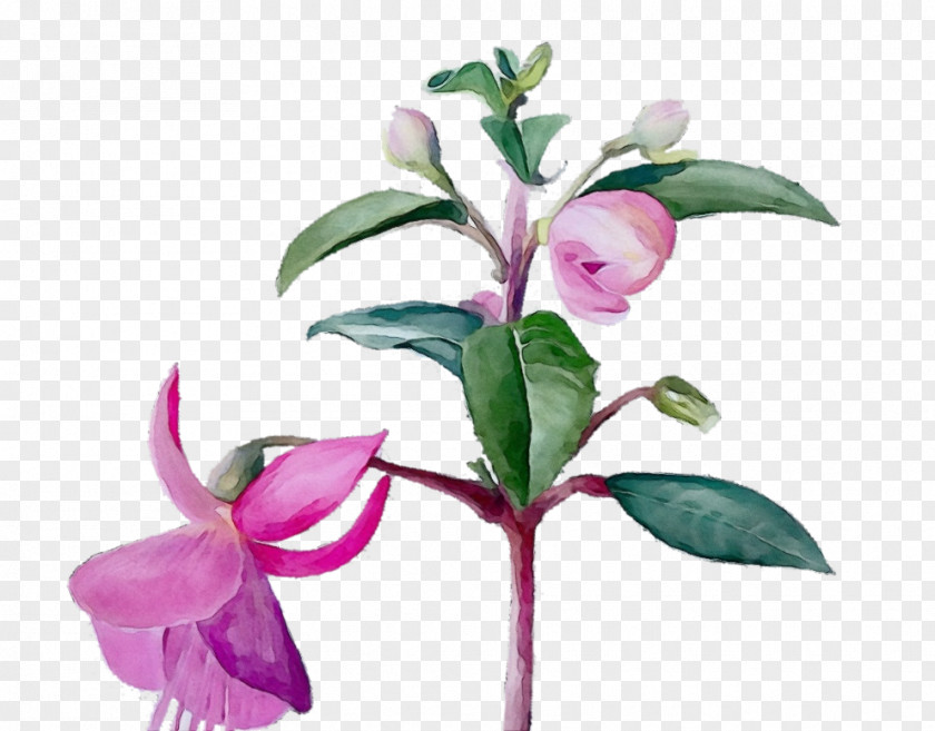 Lily Pedicel Flower Flowering Plant Pink Fuchsia PNG