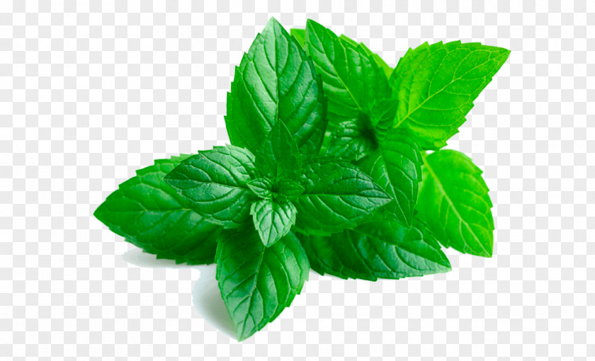 Mint Peppermint Extract Oil Mentha Spicata PNG