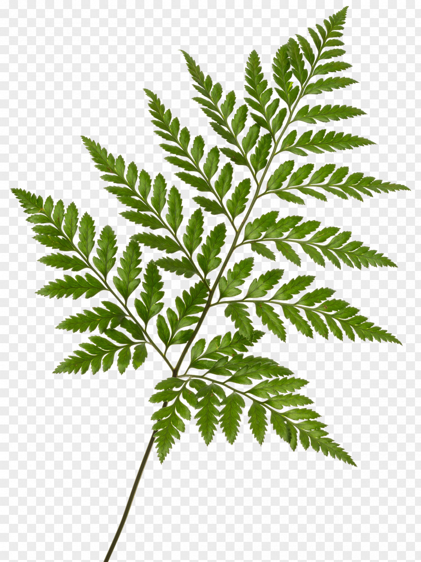 Palm Leaves Leaf Rumohra Adiantiformis Fern Frond Printing PNG